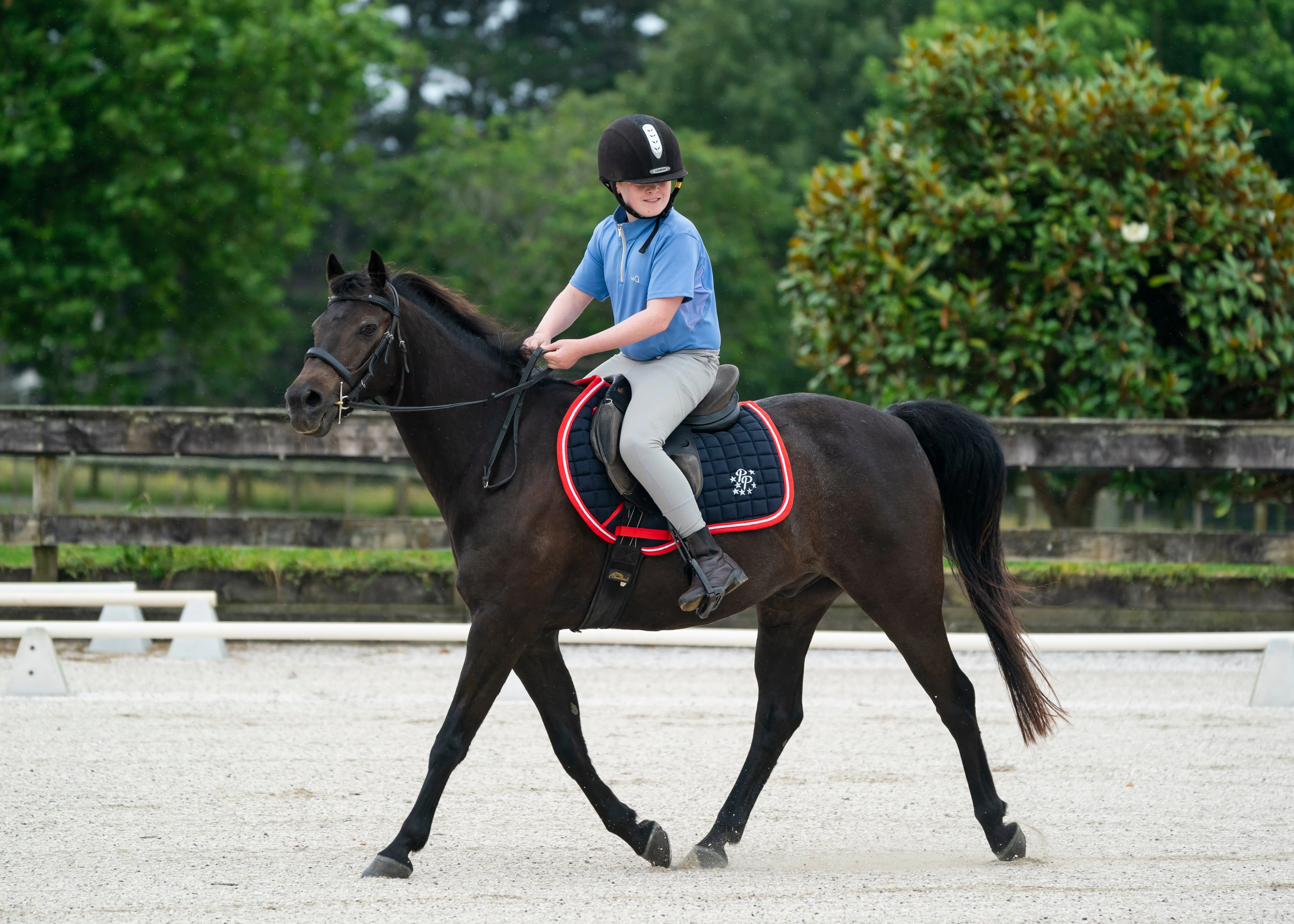 Navy/Red/White Saddle Pads - Jump, GP, and Dressage cuts