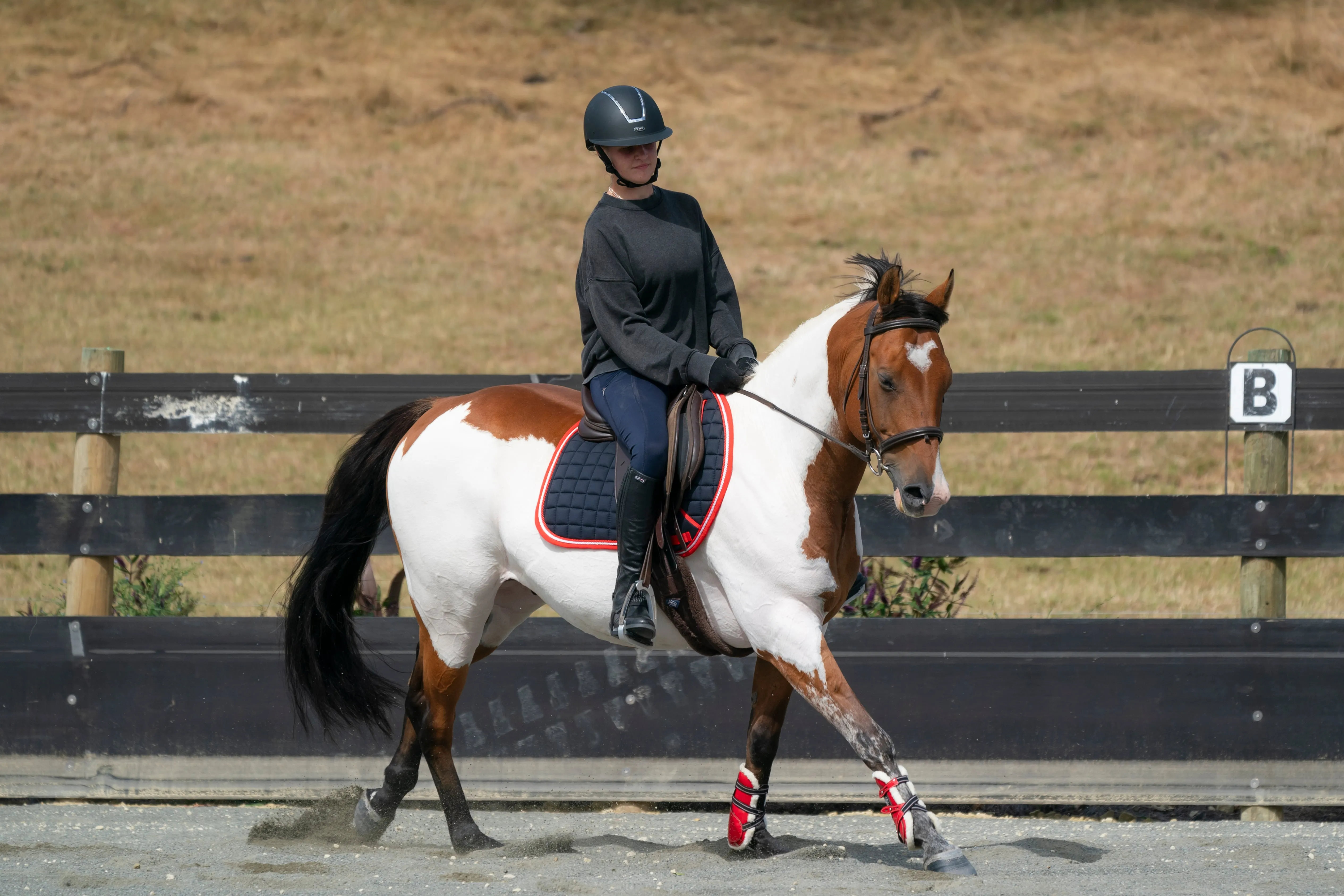 Navy/Red/White Saddle Pads - Jump, GP, and Dressage cuts